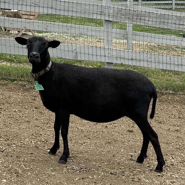 SKERRY, Adoptable, Young Female Sheep.