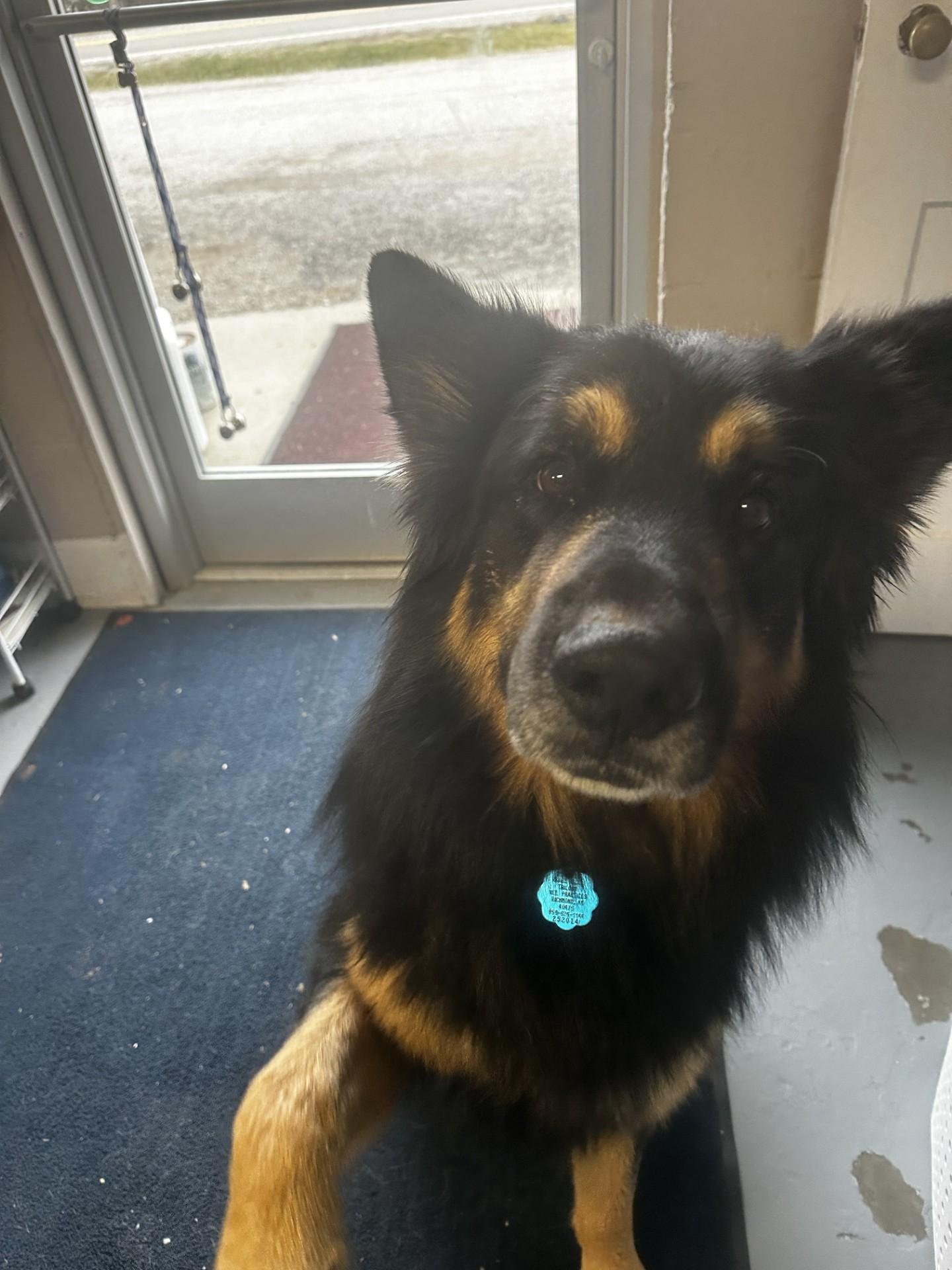 Kakarot , adoptable, Adult Male German Shepherd Dog.