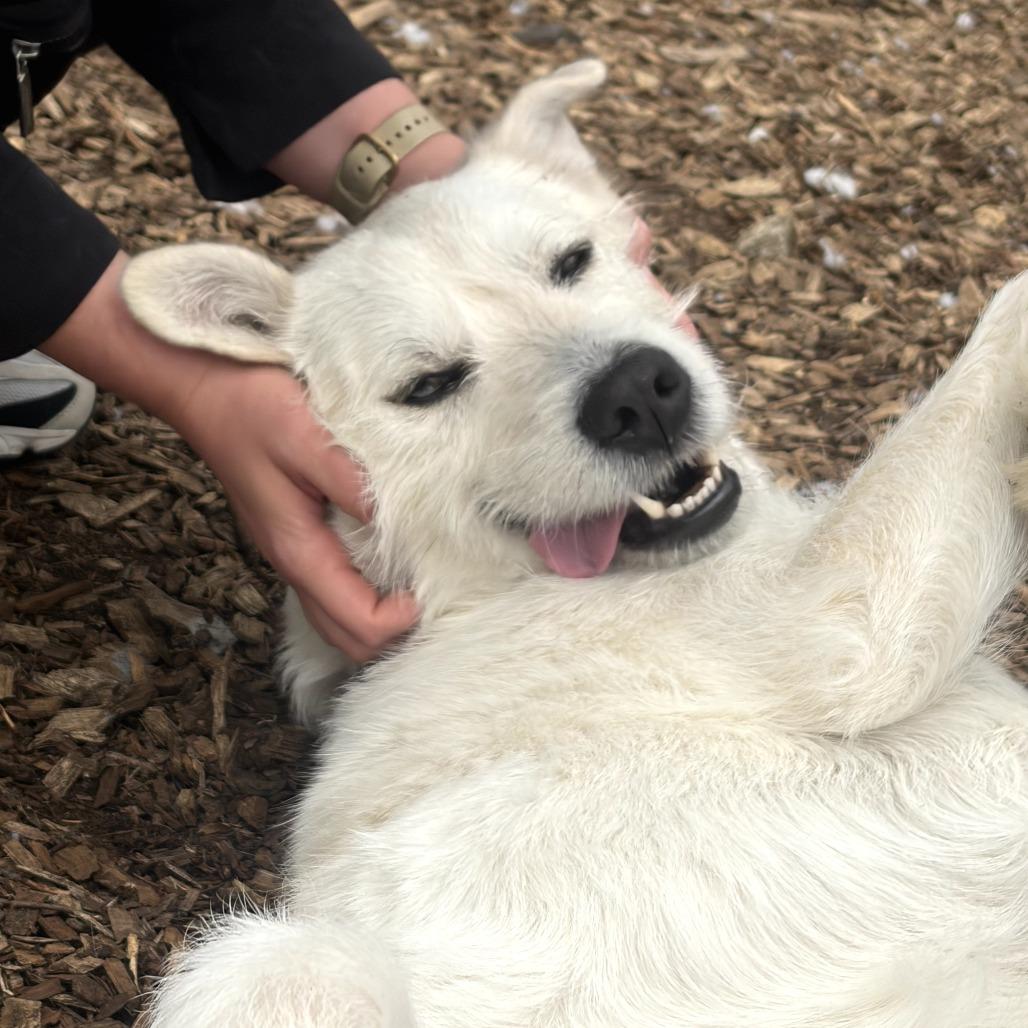 Enlarge Larry, a Adoptable mixed breed in Briarcliff Manor, NY image 2/5