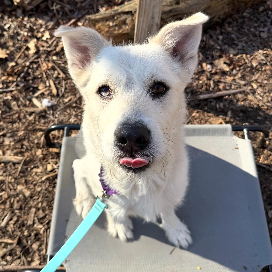 Enlarge Larry, a Adoptable mixed breed in Briarcliff Manor, NY image 3/5