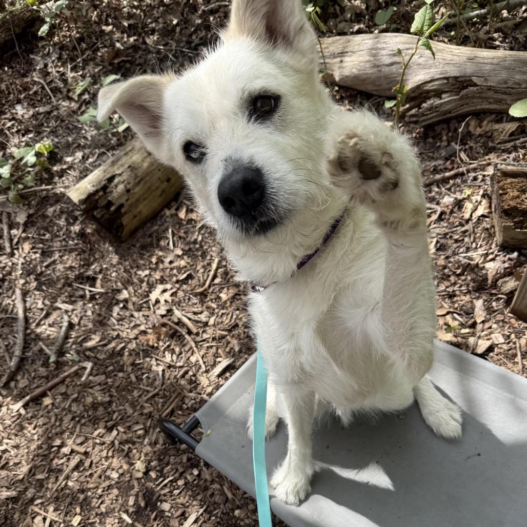 Enlarge Larry, a Adoptable mixed breed in Briarcliff Manor, NY image 4/6