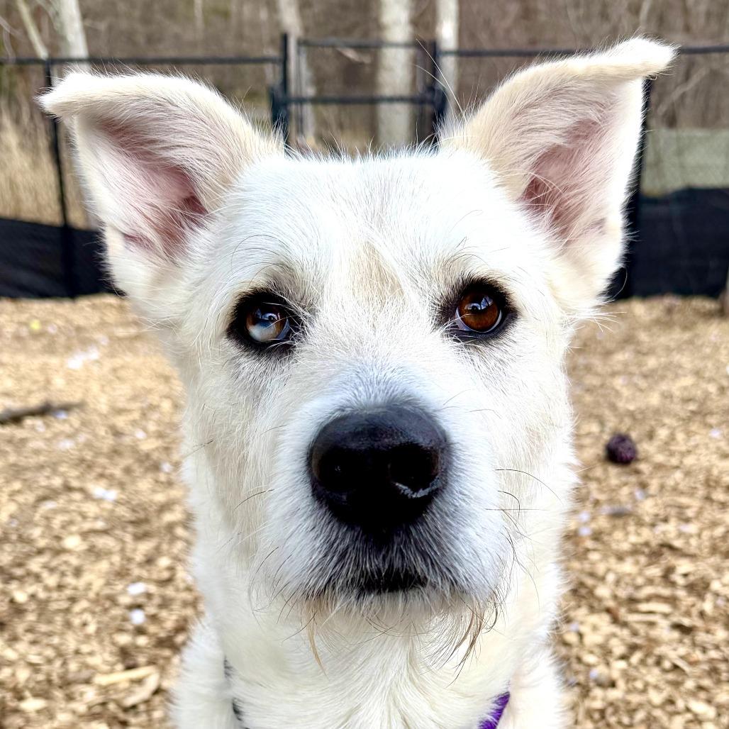 Enlarge Larry, a Adoptable mixed breed in Briarcliff Manor, NY image 4/5