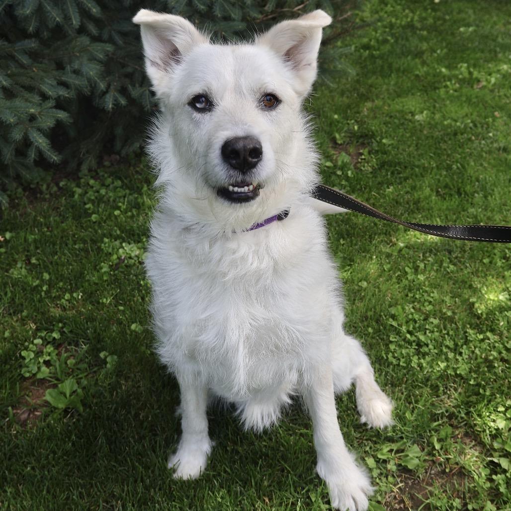 Larry, a Adoptable mixed breed in Briarcliff Manor, NY image 5/5