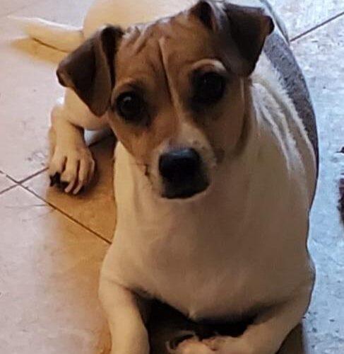 Mix, Adoptable, Adult Male Chihuahua & Jack Russell Terrier.