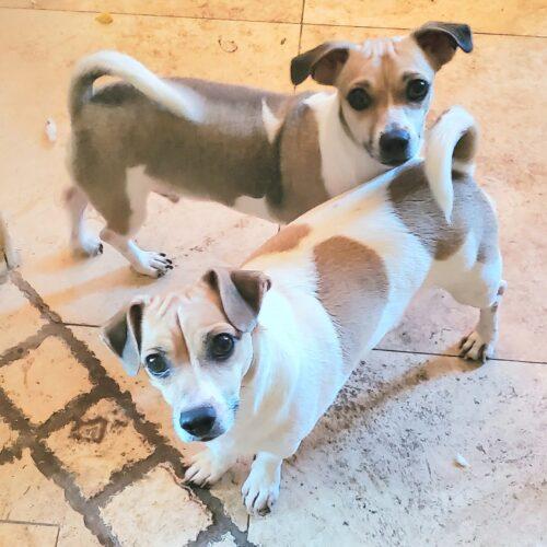 Enlarge Mix, a Adoptable mixed breed in Glendale, AZ image 3/3