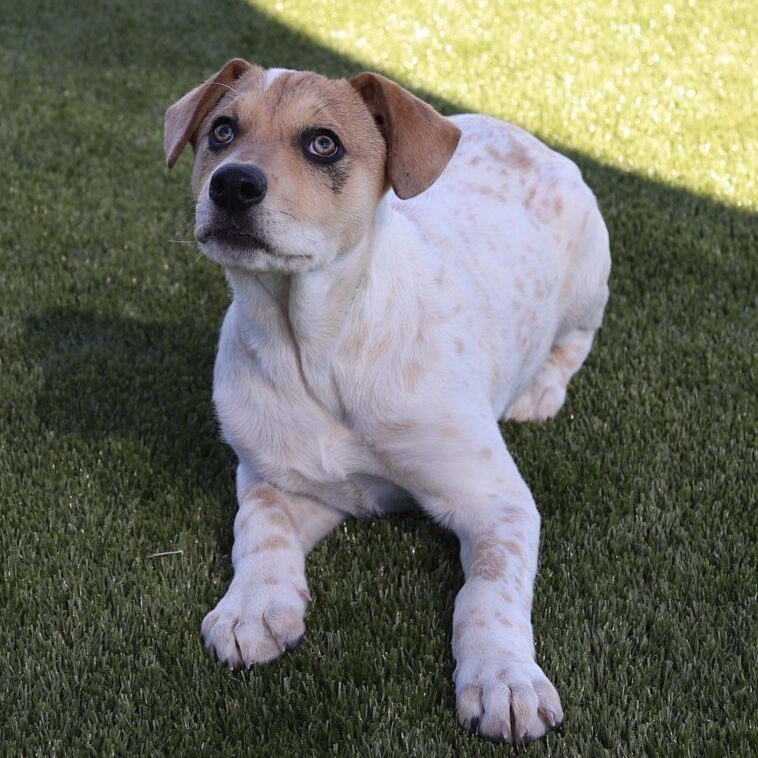 Enlarge Winnie, an adopted mixed breed in Neosho, MO image 2/4