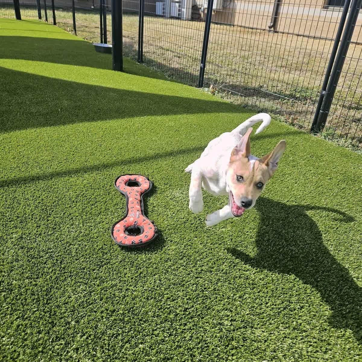 Enlarge Winnie, an adopted mixed breed in Neosho, MO image 1/4