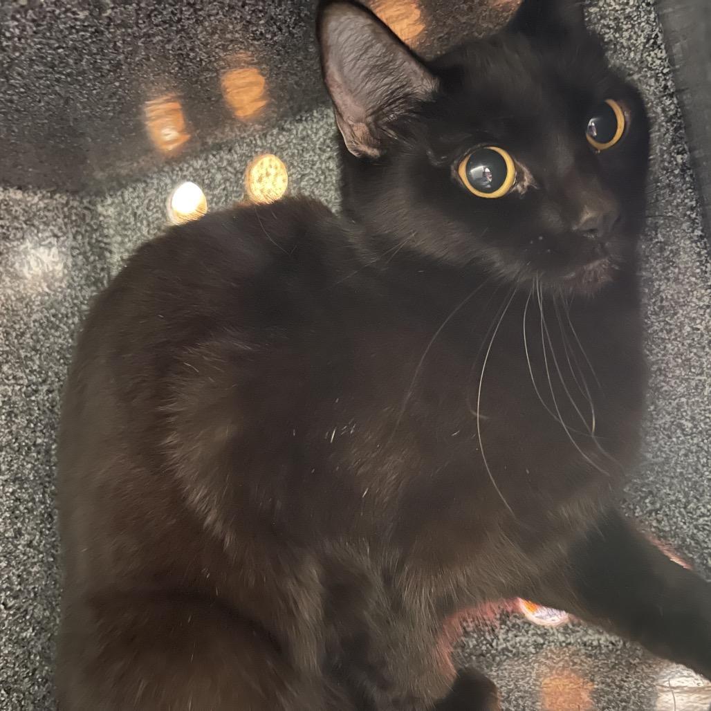 Cherub, Adoptable, Adult Female Domestic Short Hair.