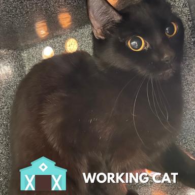 Cherub, Adoptable, Adult Female Domestic Short Hair.