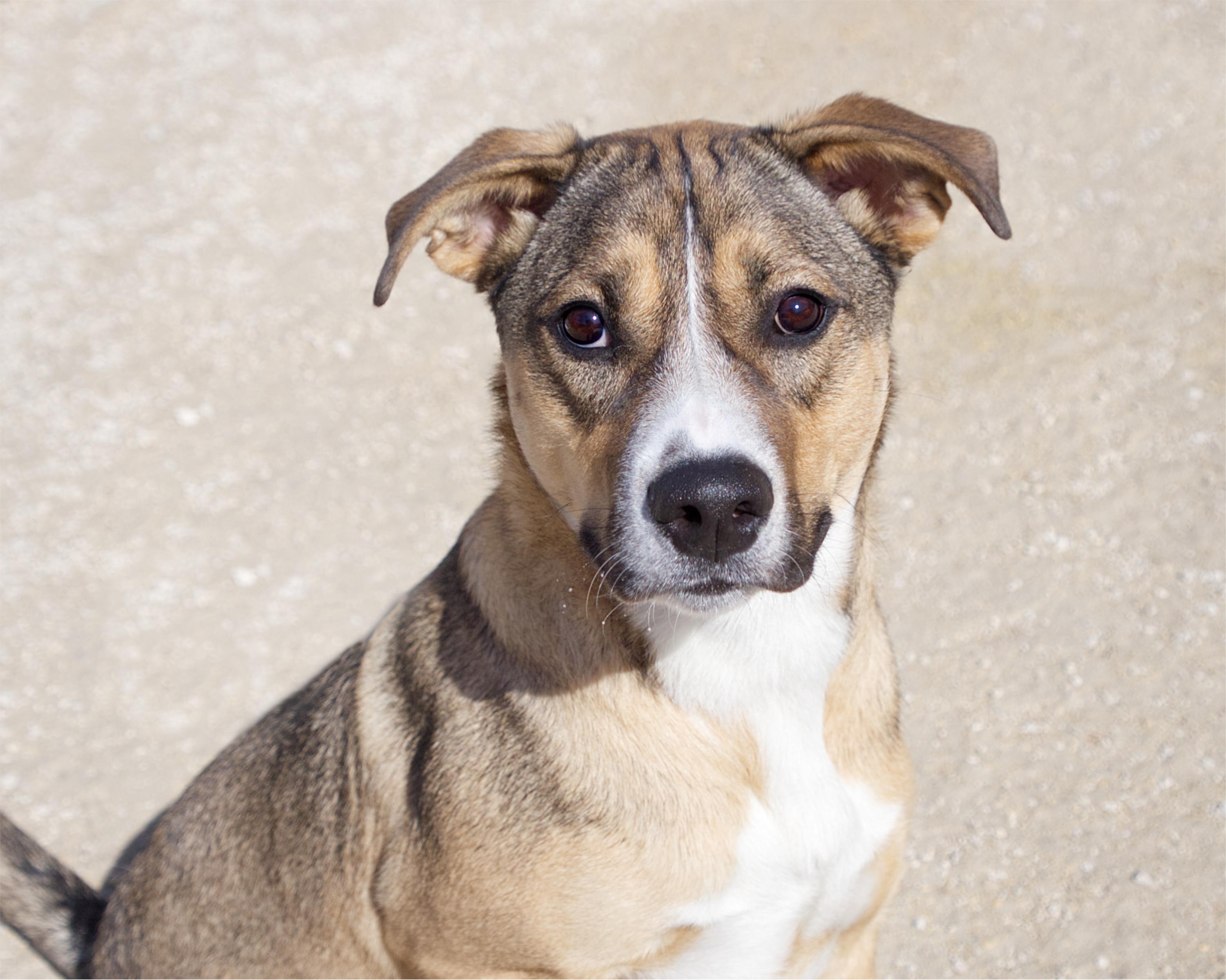 Casper, adoptable, Adult Male German Shepherd Dog.