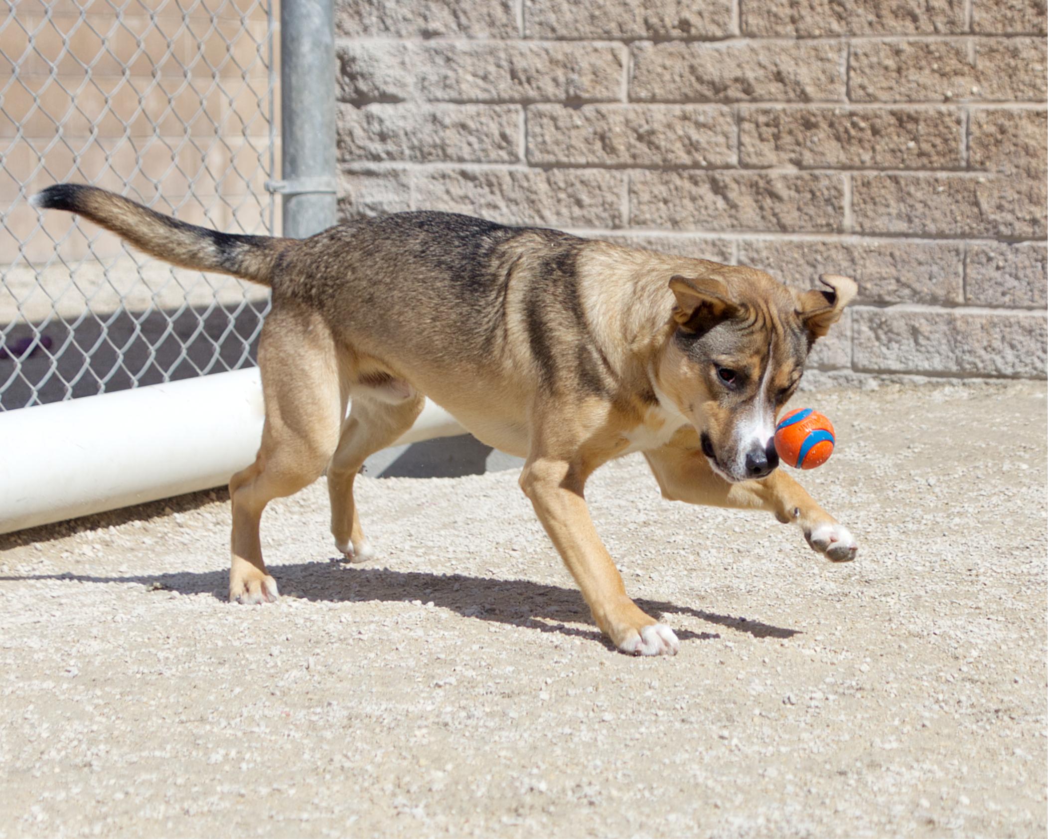 Enlarge Casper, an adoptable mixed breed in Winnipeg, MB image 3/3
