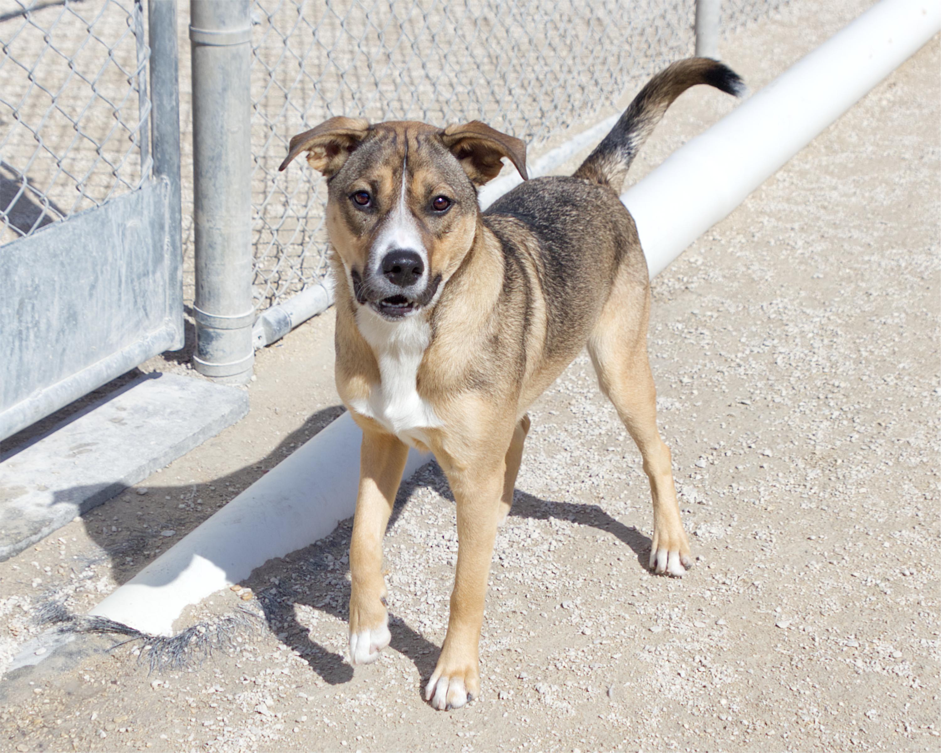 Enlarge Casper, an adoptable mixed breed in Winnipeg, MB image 2/3