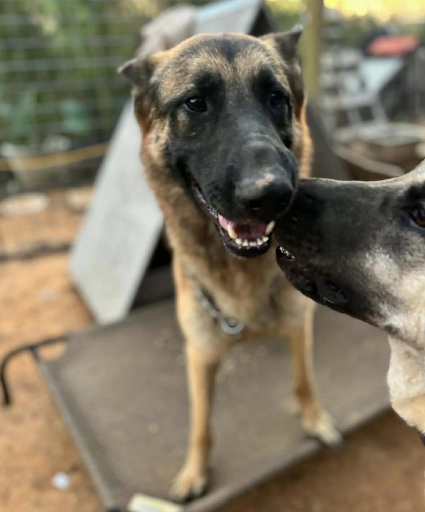 Trooper — thumbnail 4