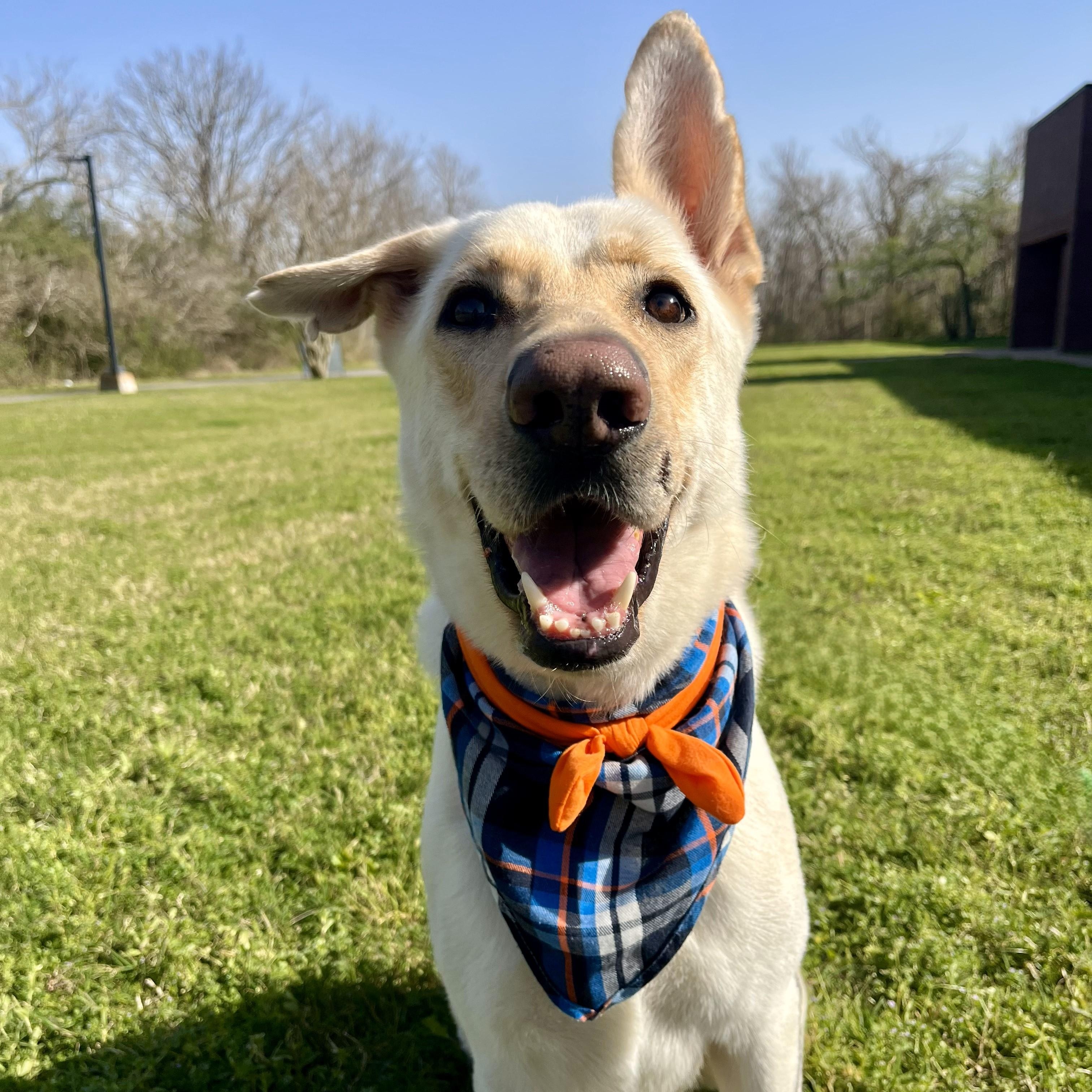 Moscow Mule — thumbnail 5