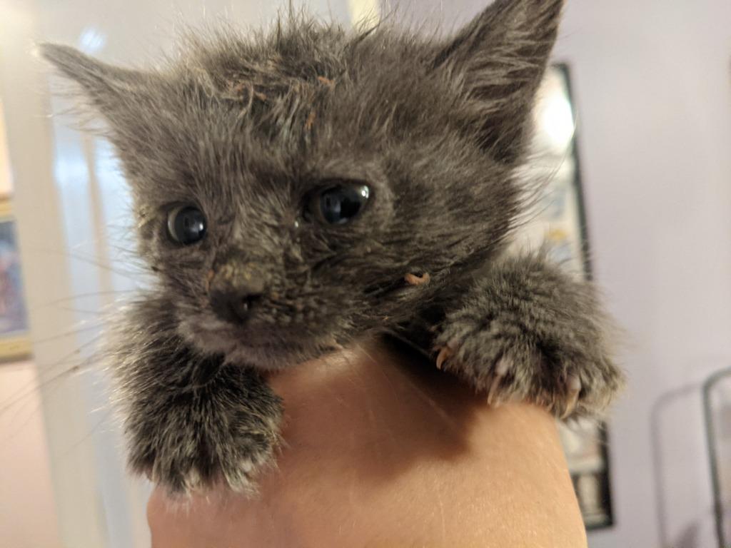 LH Russian Blue 2, Adopted, Adult Male Russian Blue & Domestic Long Hair.