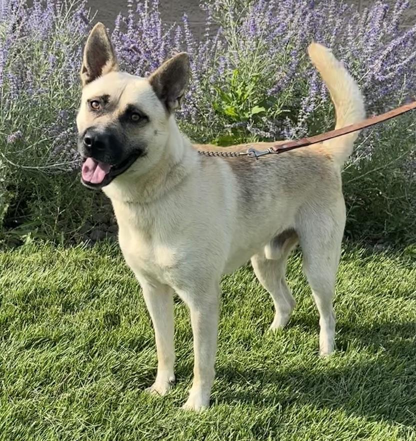 Isaac, an adoptable Husky, German Shepherd Dog in Hastings, NE, 68901 | Photo Image 4