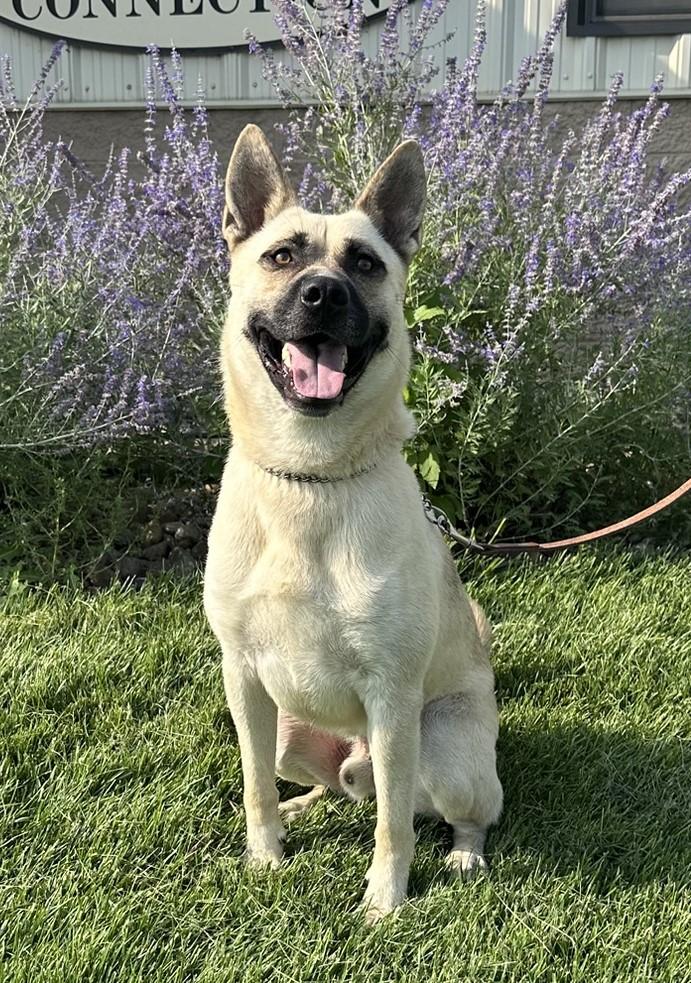 Isaac, an adoptable Husky, German Shepherd Dog in Hastings, NE, 68901 | Photo Image 2
