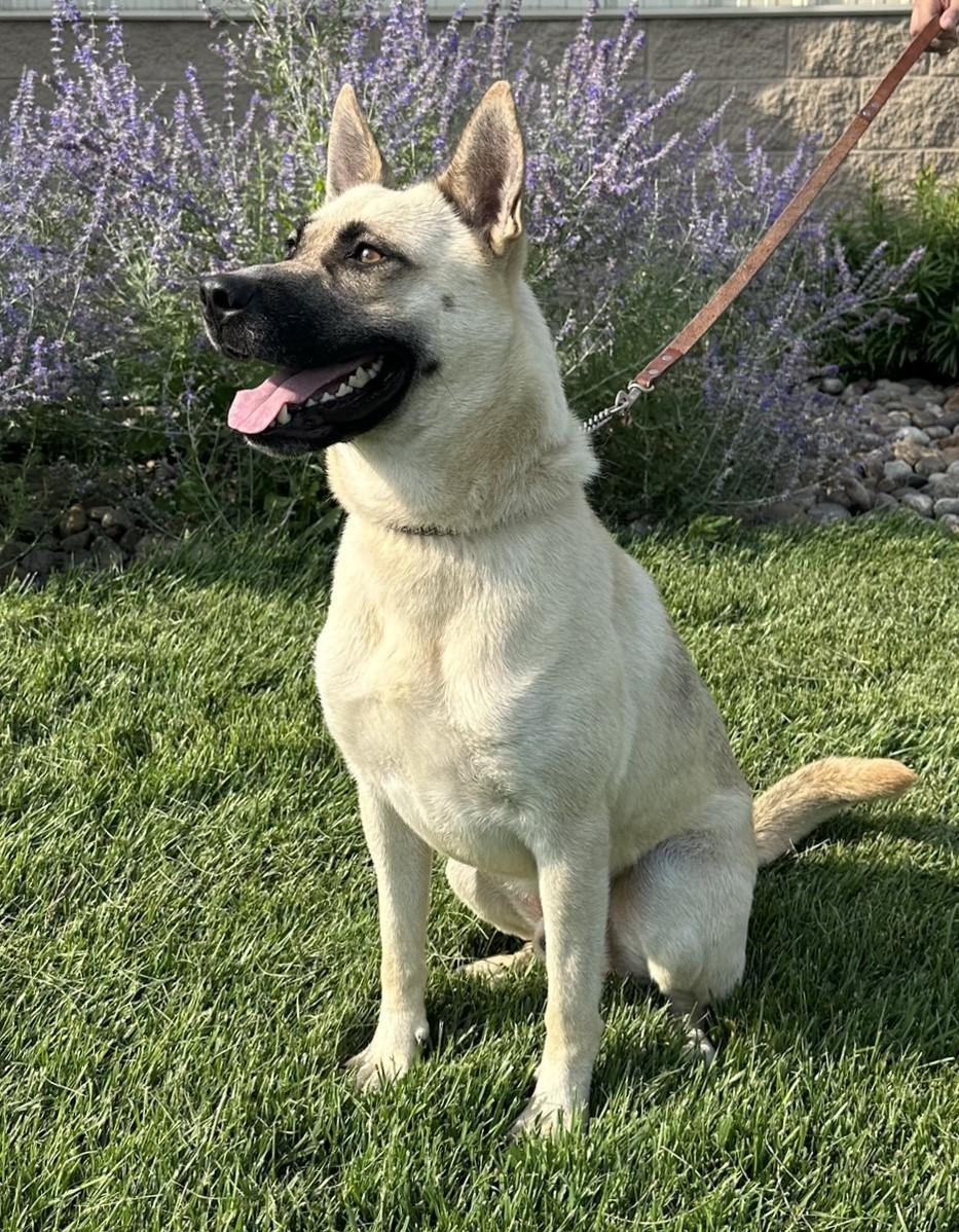 Isaac, an adoptable Husky, German Shepherd Dog in Hastings, NE, 68901 | Photo Image 3