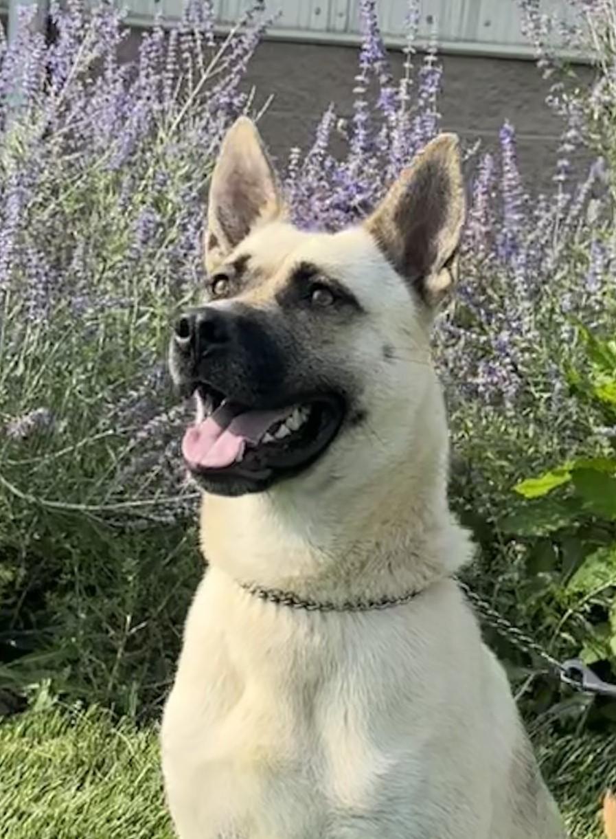 Isaac, an adoptable Husky, German Shepherd Dog in Hastings, NE, 68901 | Photo Image 1