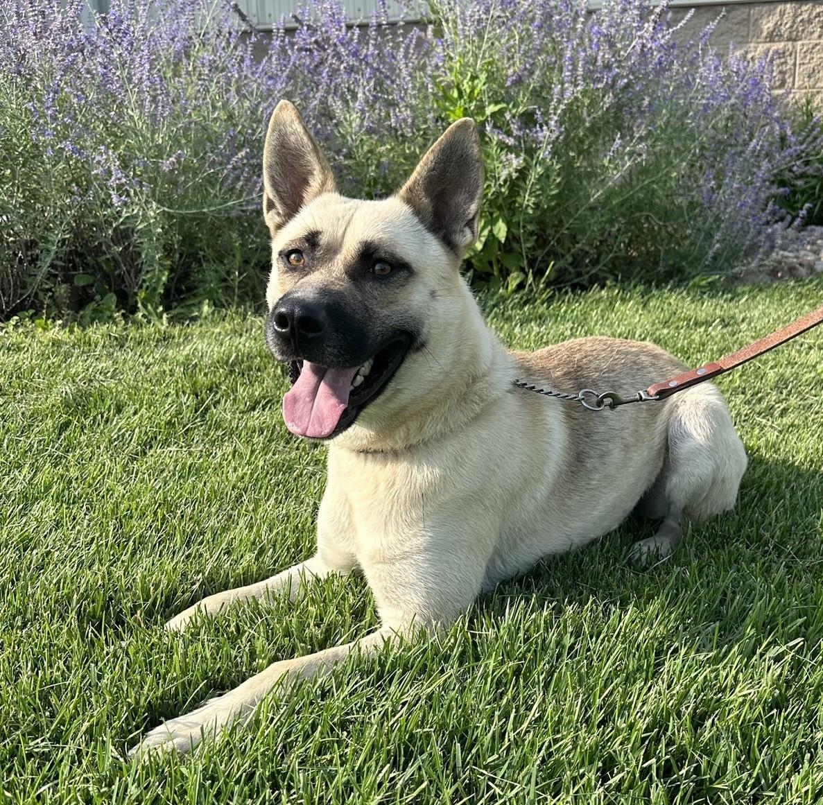 Isaac, an adoptable Husky, German Shepherd Dog in Hastings, NE, 68901 | Photo Image 5