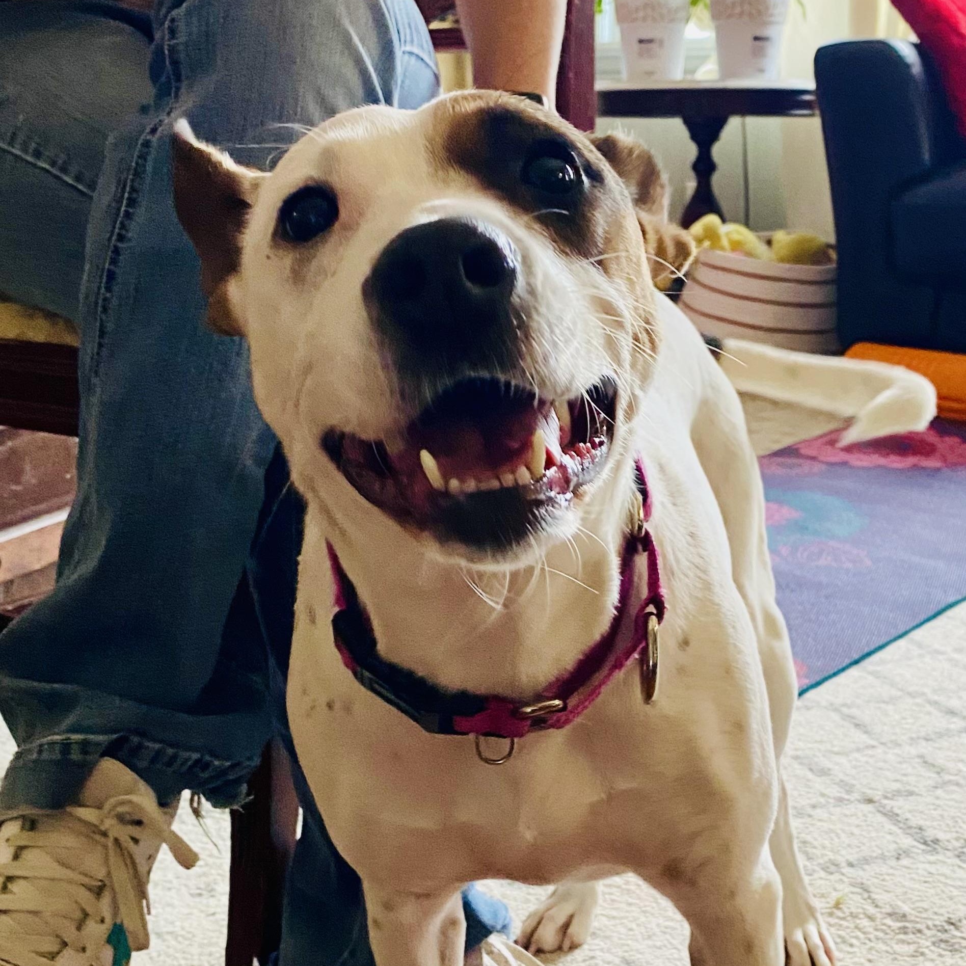 Enlarge Lola, a Adoptable Mixed Breed in Plymouth, MA image 4/6