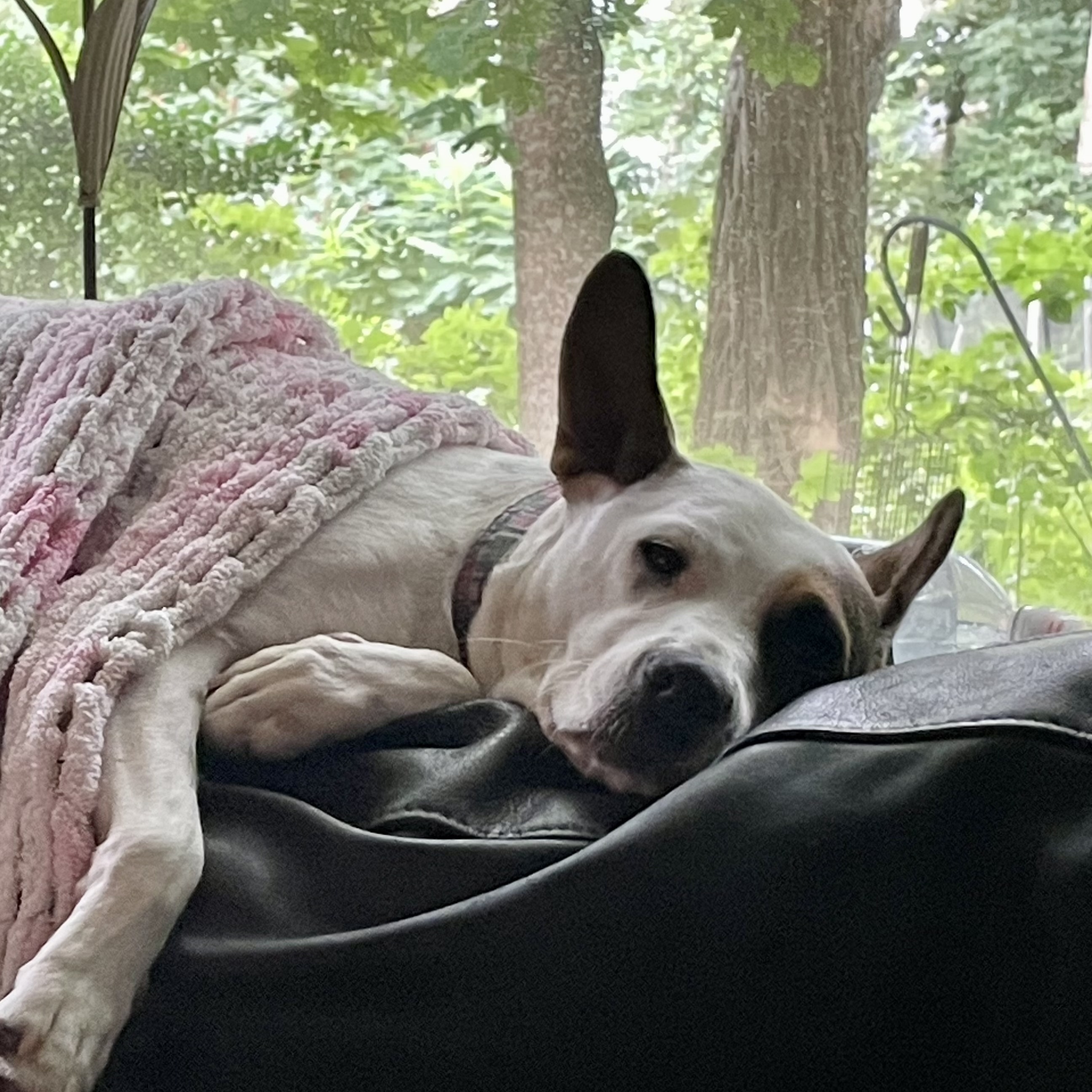 Enlarge Lola, a Adoptable Mixed Breed in Plymouth, MA image 2/6