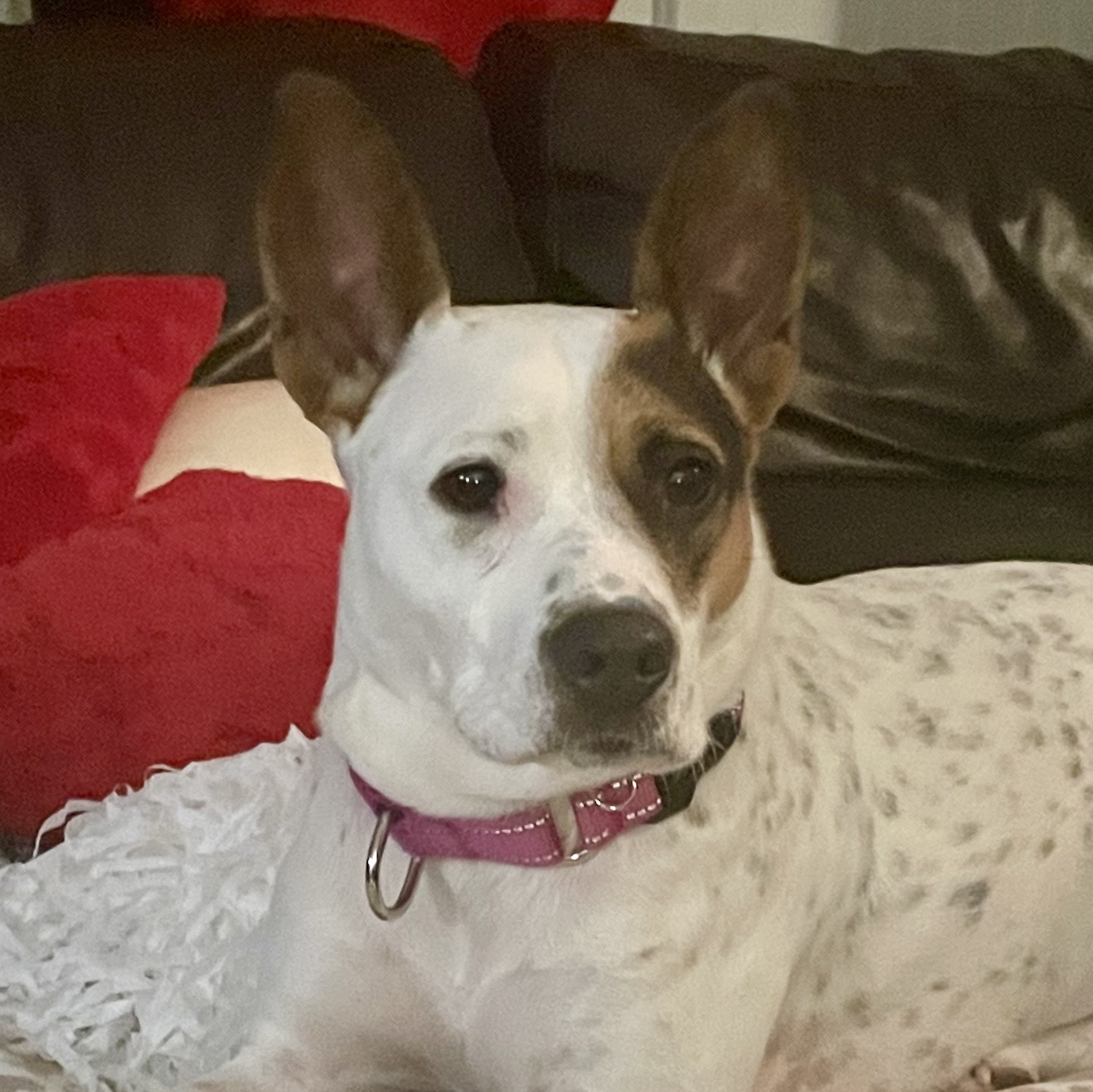 Lola, Adoptable, Adult Female Mixed Breed.