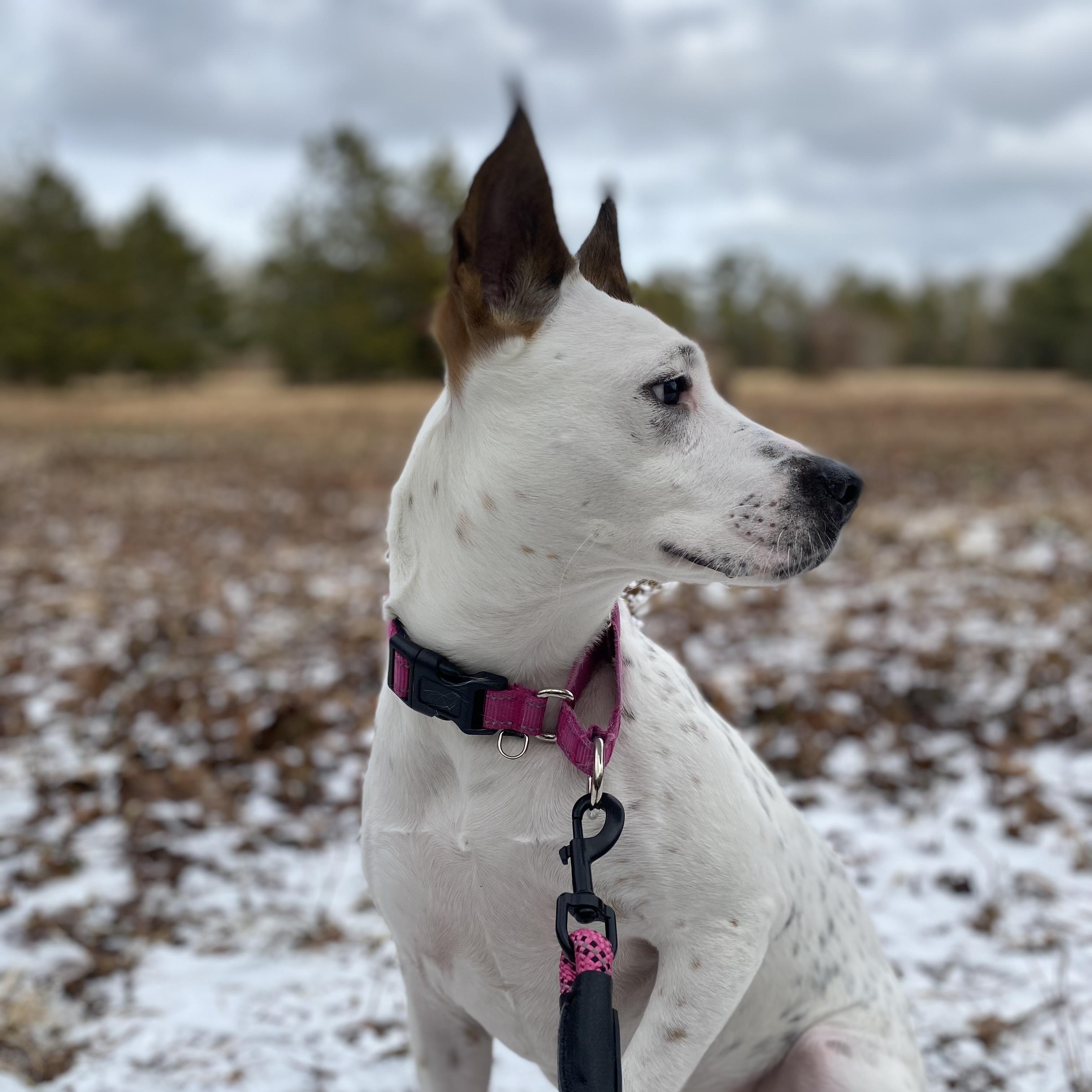 Enlarge Lola, a Adoptable Mixed Breed in Plymouth, MA image 3/6