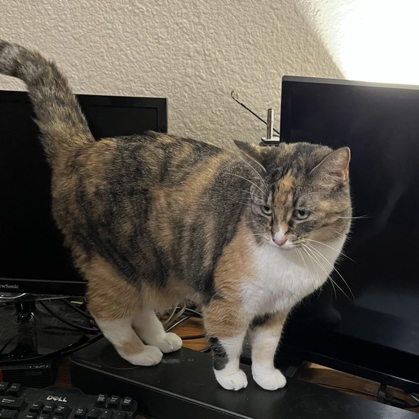 Wizzard, Adoptable, Adult Female Domestic Short Hair.