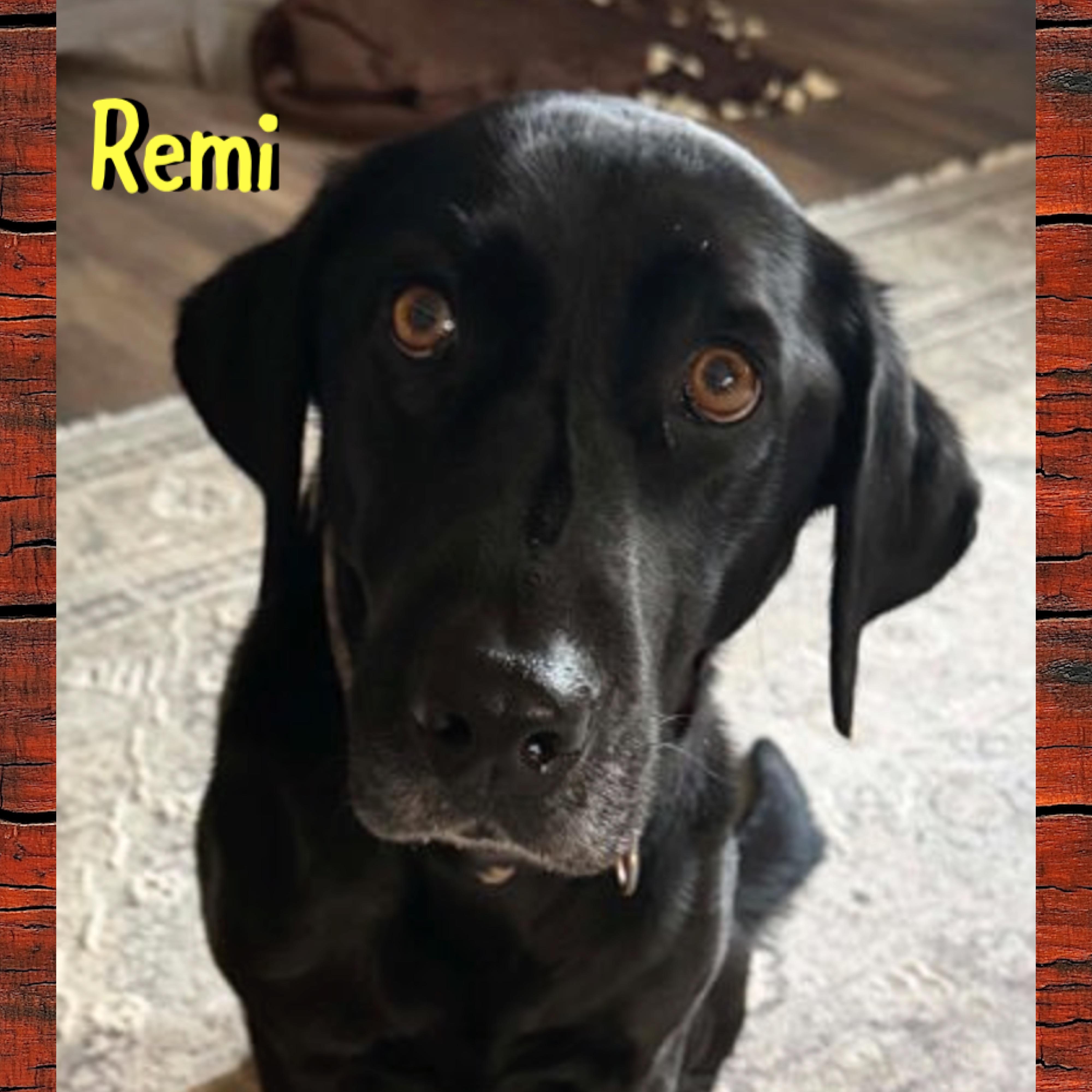 Enlarge Remi, a Adoptable Labrador Retriever in Red Lodge, MT image 2/2