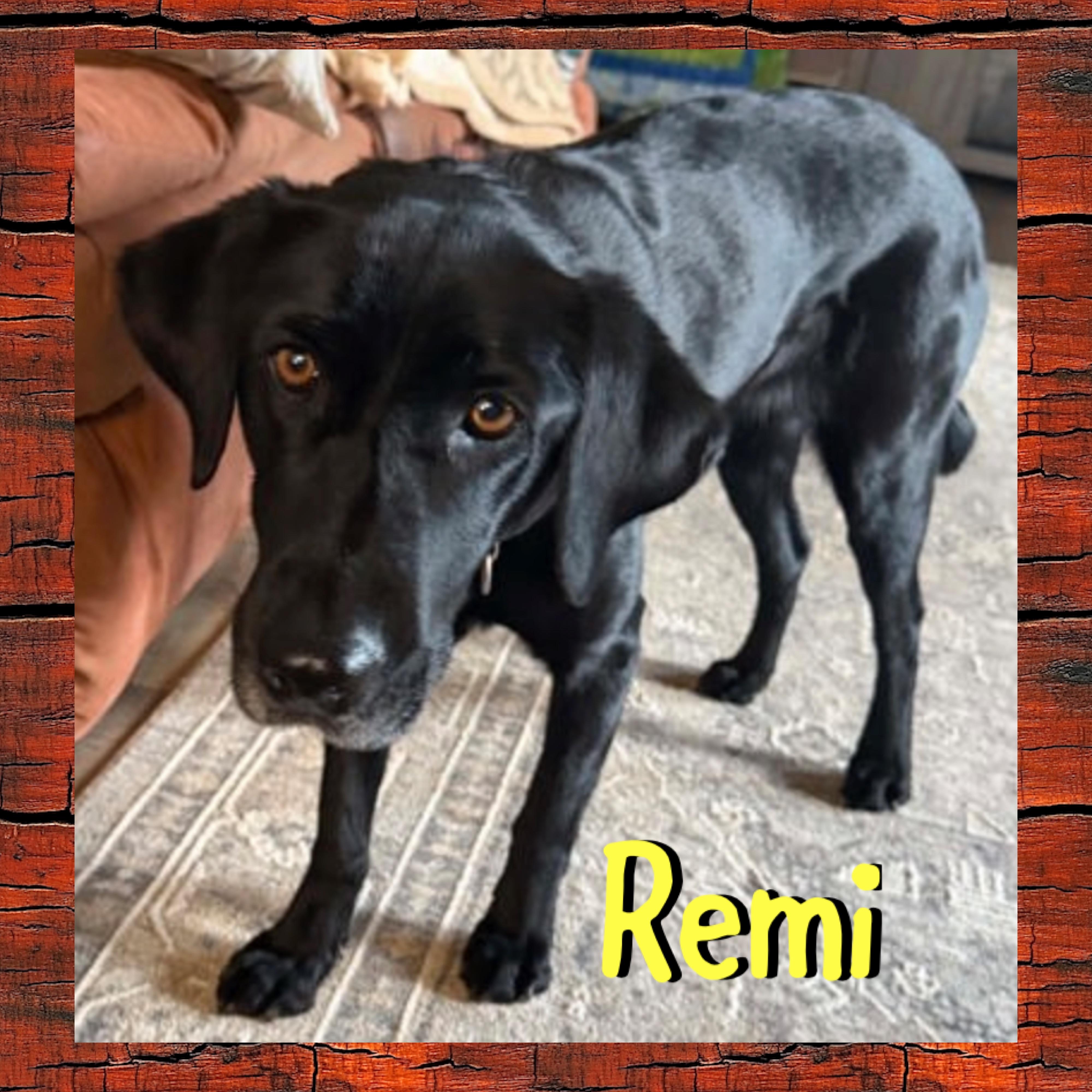 Remi, Adoptable, Adult Female Labrador Retriever.