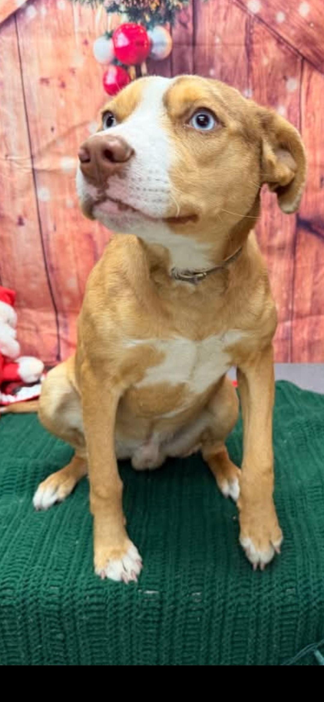 Tigger, Adoptable, Young Male Beagle & Catahoula Leopard Dog.