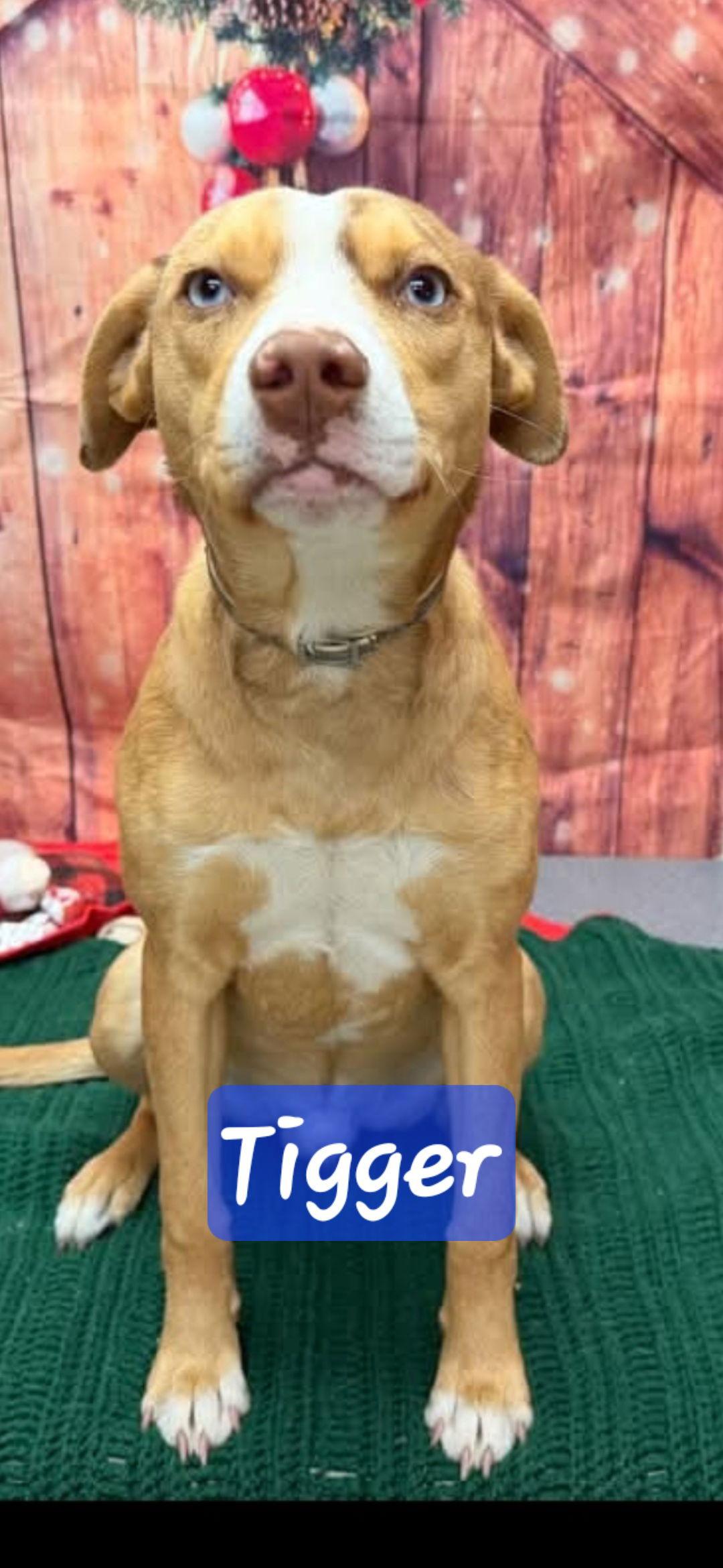 Tigger, a Adoptable mixed breed in Brooksville, FL image 2/3