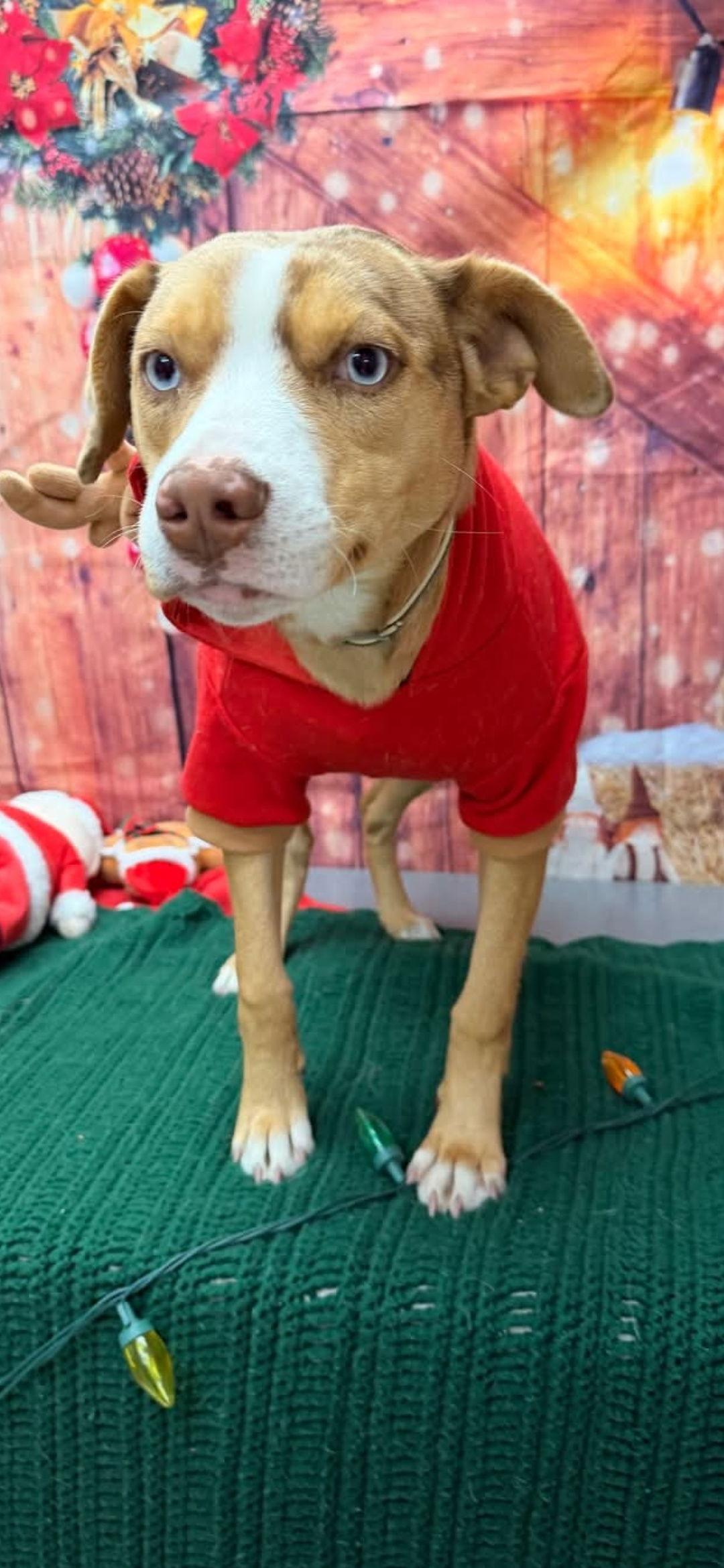 Tigger, a Adoptable mixed breed in Brooksville, FL image 3/3