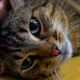 Floppsy, Adoptable, Adult Male Domestic Short Hair & Mixed Breed.