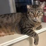 Floppsy, a Adoptable mixed breed in Santa Fe, TX image 2/3