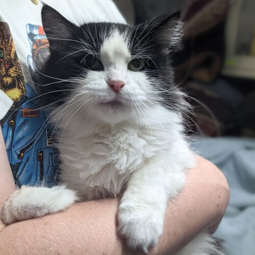 Tink — thumbnail 3