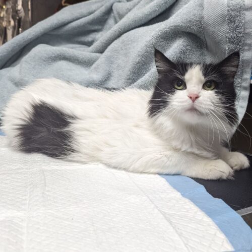 Tink, Senior Female Domestic Long Hair