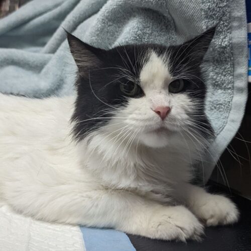 Tink — thumbnail 10