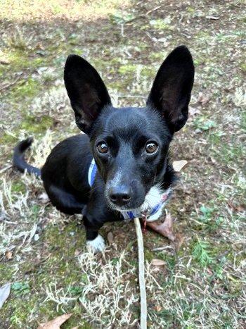Nugget, ADOPTABLE, Puppy Male Chihuahua.