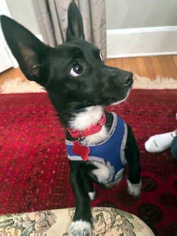 Enlarge Nugget, a ADOPTABLE mixed breed in Bedford Hills, NY image 2/5