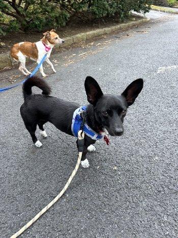 Enlarge Nugget, a ADOPTABLE mixed breed in Bedford Hills, NY image 5/5