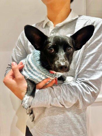 Enlarge Nugget, a ADOPTABLE mixed breed in Bedford Hills, NY image 4/5