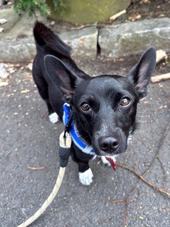 Enlarge Nugget, a ADOPTABLE mixed breed in Bedford Hills, NY image 3/5
