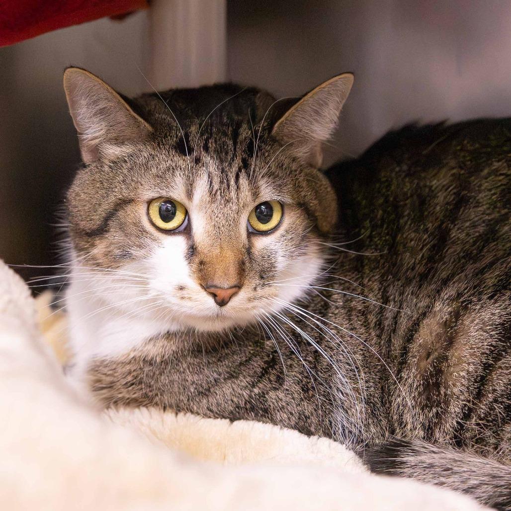 Fanta, Adoptable, Adult Male Domestic Short Hair.