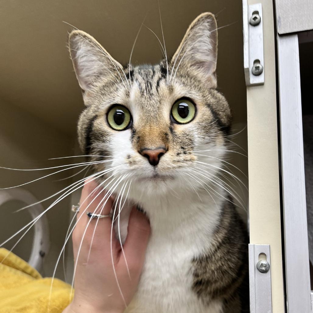 Enlarge Fanta, a Adoptable mixed breed in Mentor, OH image 2/2