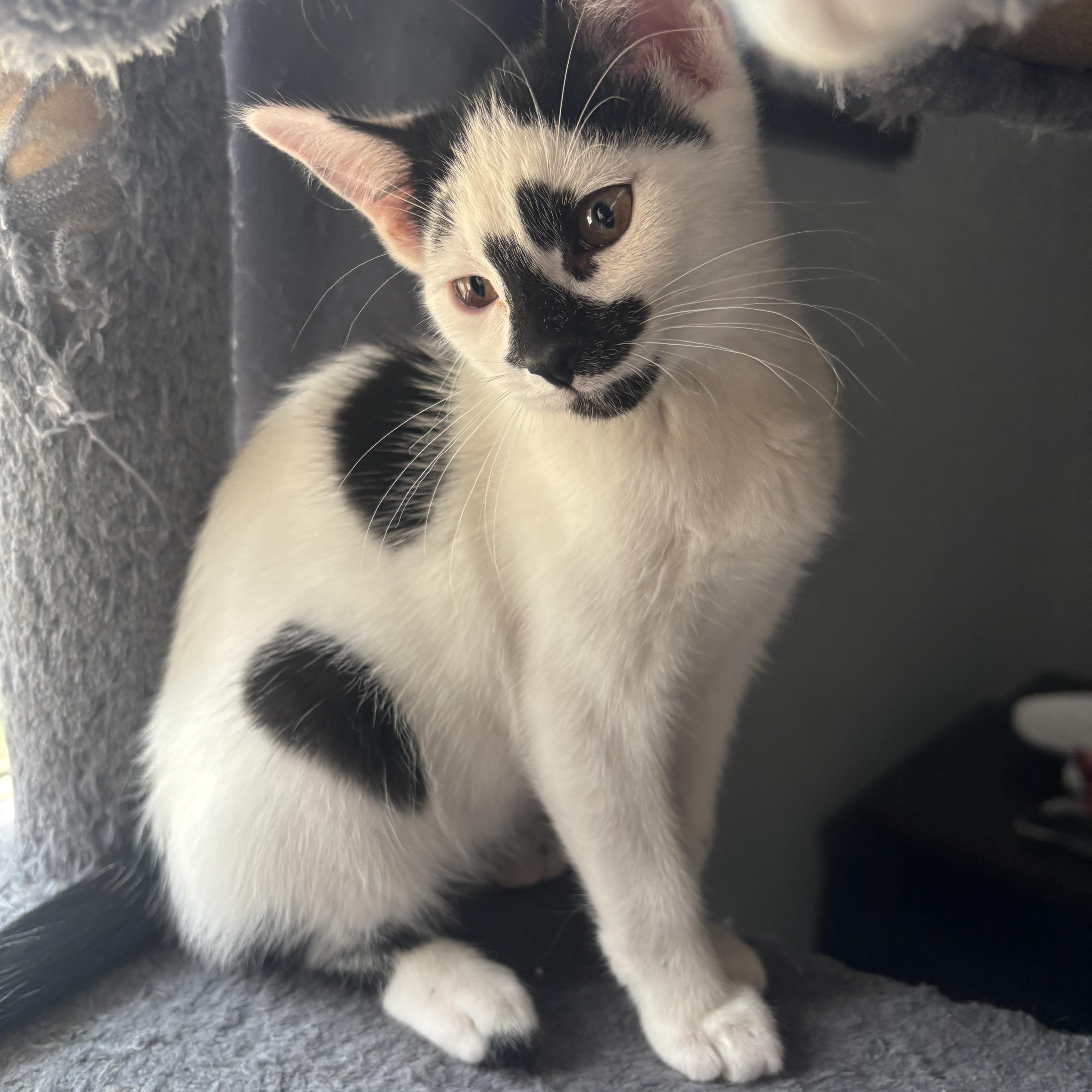 Simon, ADOPTABLE, Kitten Male Domestic Short Hair.