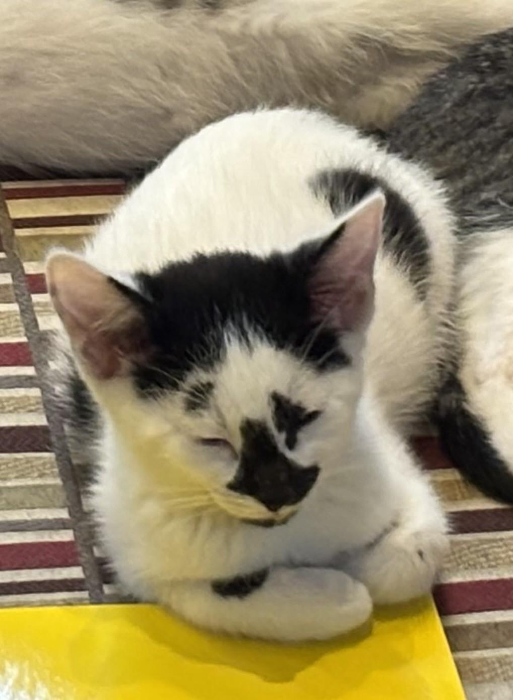 Simon, a ADOPTABLE Domestic Short Hair in Macomb, MI image 3/3