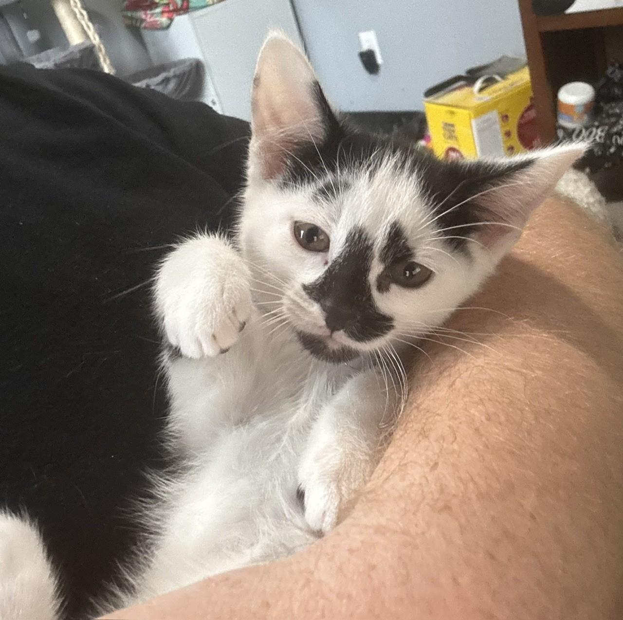 Simon, a ADOPTABLE Domestic Short Hair in Macomb, MI image 2/3