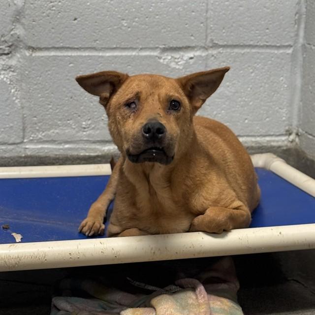 SHERI, Adoptable, Adult Female Pit Bull Terrier & German Shepherd Dog.
